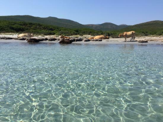 Casa Di Maria Ξενοδοχείο Rogliano Εξωτερικό φωτογραφία